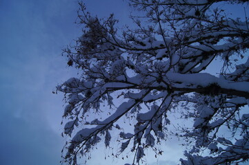 Snow on tree branches in Coquitlam BC