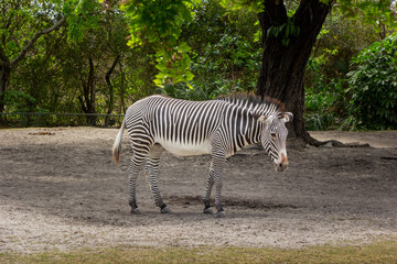 Fototapeta na wymiar zebra in the wild 