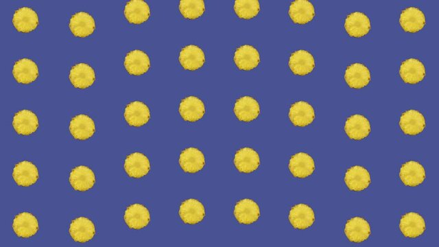 Colorful fruit pattern of fresh pineapple. Seamless pattern with pineapple sliced. Realistic animation. 4K video motion