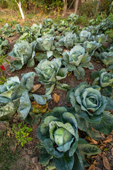 Fototapeta na wymiar Big green cabbage on the farm. Vegetarian food background.