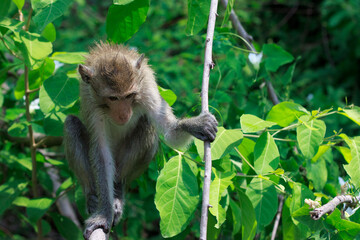 Fototapeta premium The monkey looked down from the branch.