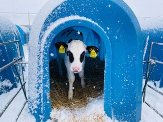 Cute calf in plastic shed. Adorable black and white calf standing on straw inside blue plastic shelter on cold winter day on farm - obrazy, fototapety, plakaty