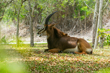 antelope in the grass, Sable antelope, Hippotragus niger full body shot 