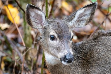 Portrait of a Black-Tailed Deer Fawn on a Wet Winter Day
