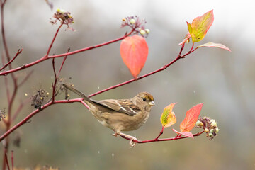 Golden-Crowned Sparrow Enjoys the Rain on a Gray Day