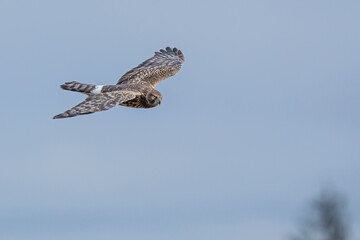 Graceful Female Northern Harrier Hawk Hunting in Winter