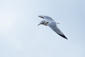 Ring-Billed Gull in Graceful Flight on Gray Winter Day