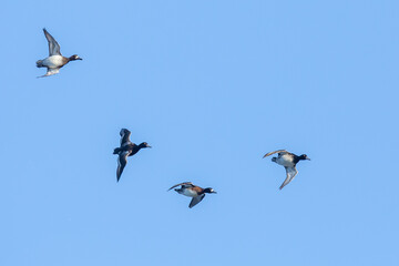 Small Flock of Lesser Scaup Prepare to Land on a Wetlands Pond