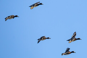 Small Flock of Lesser Scaup Prepare to Land on a Wetlands Pond