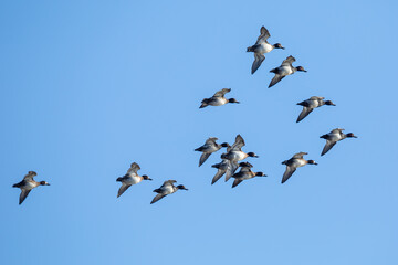 Obraz premium Small Flock of Lesser Scaup Prepare to Land on a Wetlands Pond