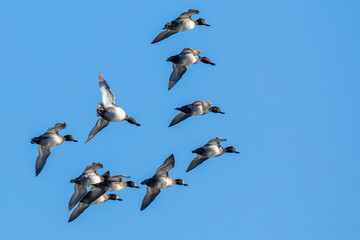 Small Flock of Lesser Scaup Prepare to Land on a Wetlands Pond