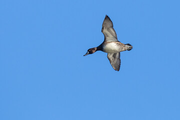 Single Female Lesser Scaup Surveys a Landing Area