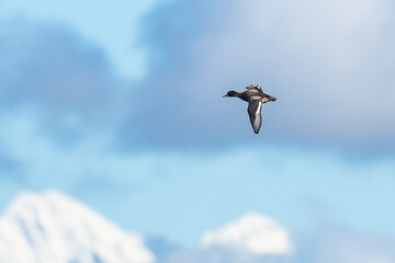 Single Male Lesser Scaup with Cascade Mountain Backdrop