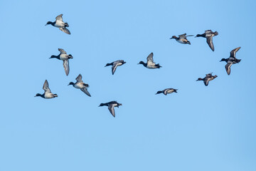 Small Flock of Lesser Scaup Prepare to Land on a Wetlands Pond