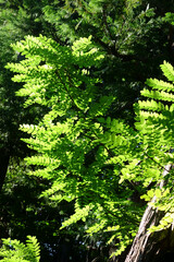 醸し出されるナチュラルな葉っぱの新鮮なグリーン