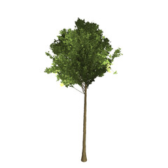 Green tree 3D rendering graphic picture isolated on white background. For decorating the garden and forest.