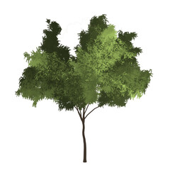 Green tree 2D rendering graphic picture isolated on white background. For decorating the garden and forest.