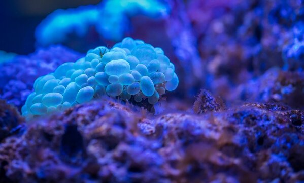 Blue coral reef taken underwater in close up