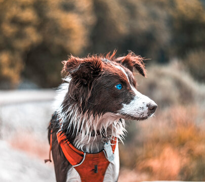 Border collie dog on road