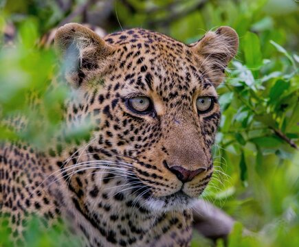 Close-up shot of leopard face between green leaves