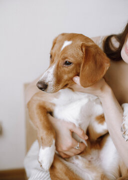Cropped image of woman holding beagle dog