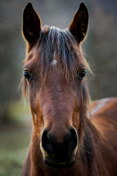 Head of brown horse in close up