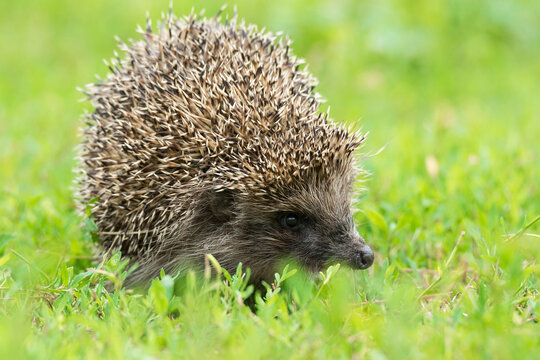 Hedgehog on green grass in close-up