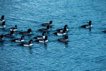 a flock of golden-eye ducks swimming on the ocean under the shade