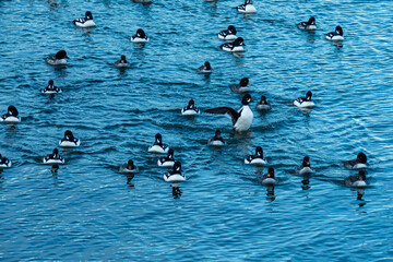 a flock of golden-eye ducks swimming on the ocean under the shade