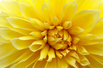 Dahlia is a bright yellow flower. Natural background, abstract texture.