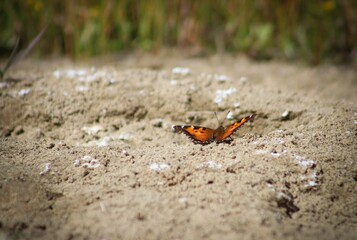 butterfly on rocks