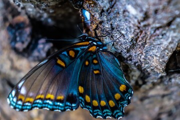 Spicebush butterfly on rock in close-up