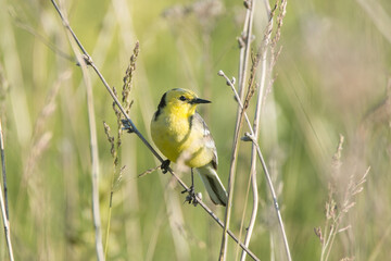 Yellow bird perched on brown tree branch