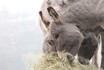 Portrait of a grey donkey on a snowy winter paddock