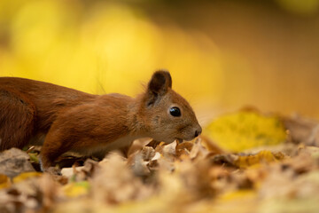 Red squirrel sitting on a tree, close-up.