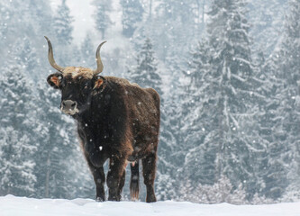 An aurochs cow on a winter pasture during snowfall