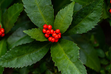 Japanese Sarcandra bearing red seeds in Fukuoka city, JAPAN.