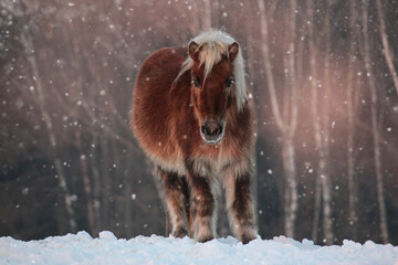 A cute chestnut shetland pony on a winter paddock during snowfall