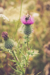 Bumblebee on a Purple Thistle Flower on Sunny Afternoon
