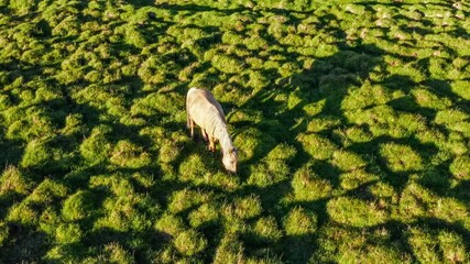 Horse grazing on a green pasture