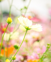 flowers in the garden