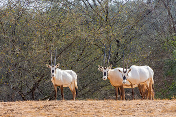 Arabian oryx or white oryx