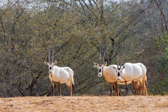 Arabian oryx or white oryx