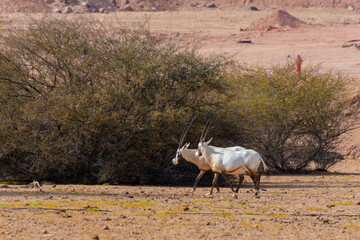 Arabian oryx or white oryx