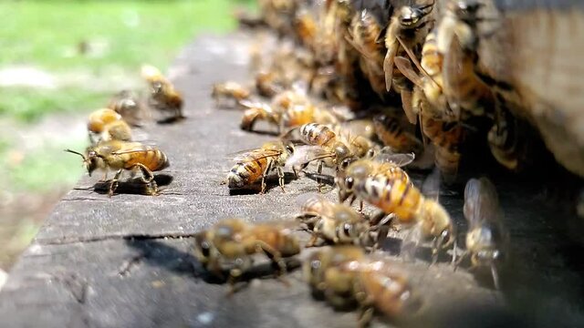 Honey bees flapping their wings and flying near the entrance to a hive box in slow motion hd 1080p 30p