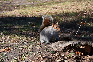 Central Park South Nature Walk with Down Town New York City