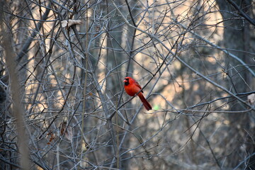 Central Park South Nature Walk with Down Town New York City