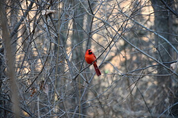 Central Park South Nature Walk with Down Town New York City