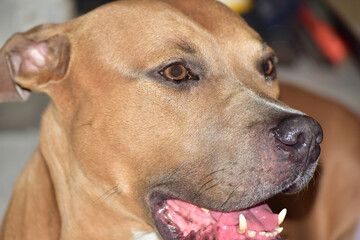 Obraz premium portrait of a dog