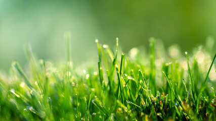 Morning frost on young grass with place for text.